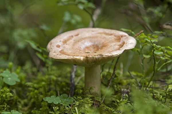 Collection Russula Requires Extensive Knowledge Mushrooms Because One Most Species — Stock Photo, Image