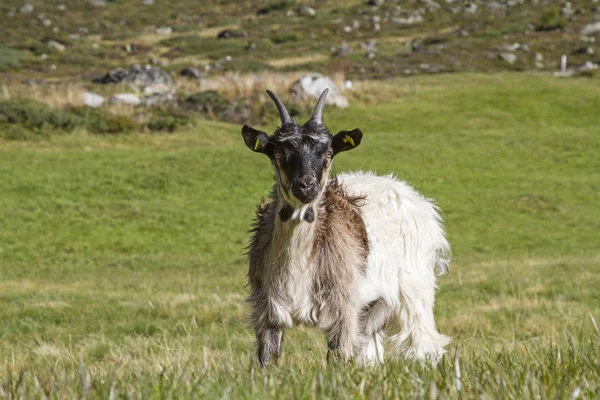 Sommerurlaub Für Ziegen Zwieselbachtal Tirol Sie Den Sommer Verbringen — Stockfoto