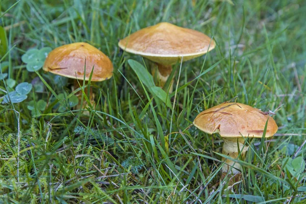 Preferred Place Growth Suillus Grevillei Larch Forests Which Why Often — Stock Photo, Image