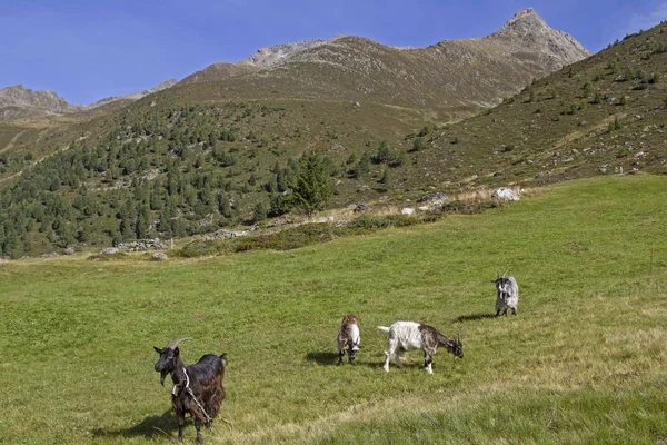 Vacanze Estive Capre Nella Valle Zwieselbach Tirolo Dove Trascorrono Estate — Foto Stock