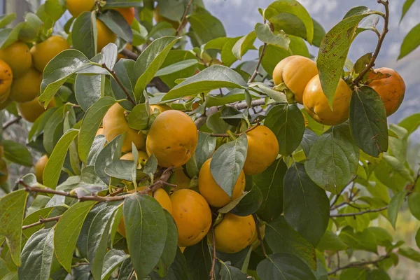 Outono Exótico Fruto Sharon Amadurece Também Chamado Kaki Árvore — Fotografia de Stock