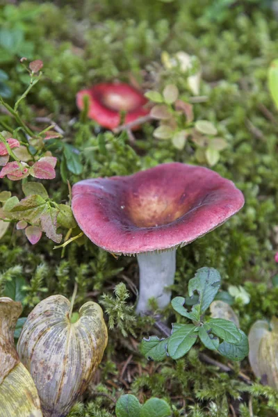 Collection Russula Requires Extensive Knowledge Mushrooms Because One Most Species — Stock Photo, Image