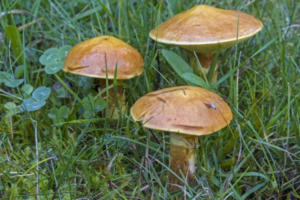 Preferred Place Growth Suillus Grevillei Larch Forests Which Why Often — Stock Photo, Image