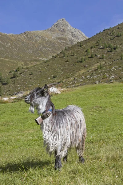 Sommerurlaub Für Ziegen Zwieselbachtal Tirol Sie Den Sommer Verbringen — Stockfoto