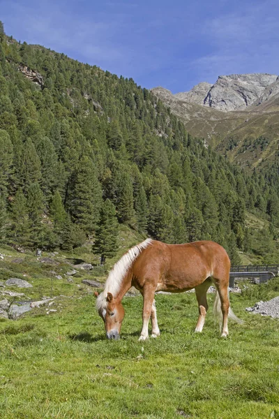 Sommerurlaub Für Pferde Horlachtal Tirol Man Den Sommer Freier Natur — Stockfoto