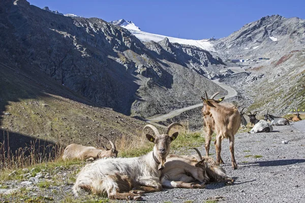 Kecske Állomány Tölti Nyáron Magas Alpesi Rétek Oetz Völgyben — Stock Fotó