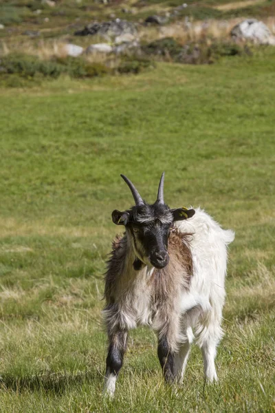 Sommerurlaub Für Ziegen Zwieselbachtal Tirol Sie Den Sommer Verbringen — Stockfoto