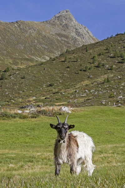 Sommerurlaub Für Ziegen Zwieselbachtal Tirol Sie Den Sommer Verbringen — Stockfoto