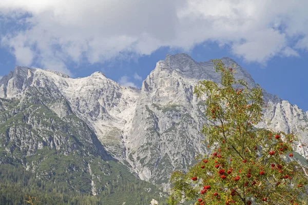 Rowan Rowan Tree Flanking Mighty Massif Loferer Steinberge — Stock Photo, Image