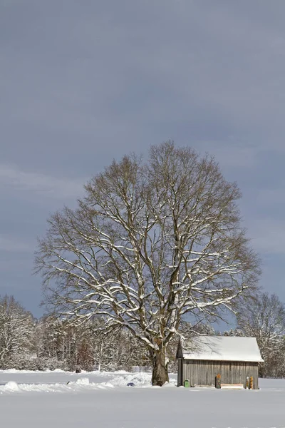 Gaissach Sente Inverno Uma Charneca Idílica Sopé Dos Alpes Perto — Fotografia de Stock