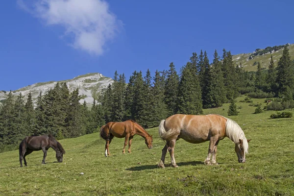 Zugspitzarena Popüler Bir Dağ Bisikleti Turu Olan Bichlbacher Alm Giden — Stok fotoğraf