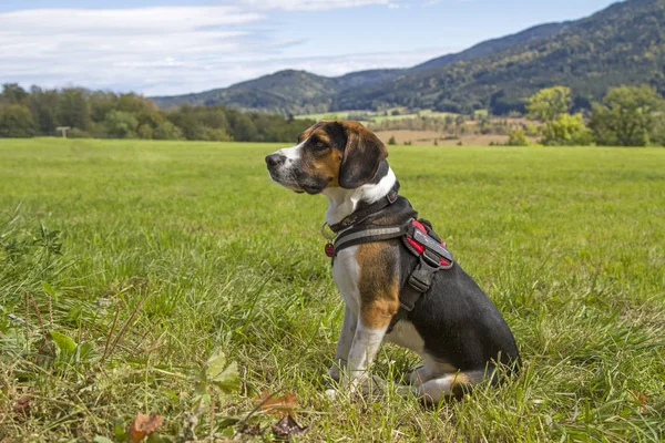 A Tricolore Beagle has made himself comfortable on a green meadow
