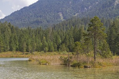 Riedener bkz: - pastoral küçük bataklık göl kenarında Rieden Lech Vadisi