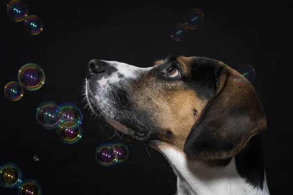 Portrét Beagle Trikolorní Zbarvení Studiu Před Černým Pozadím — Stock fotografie