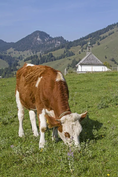 Cow Grazes Front Small Mountain Chapel Leonhard Meadow Upper Sudelfeld — Stock Photo, Image