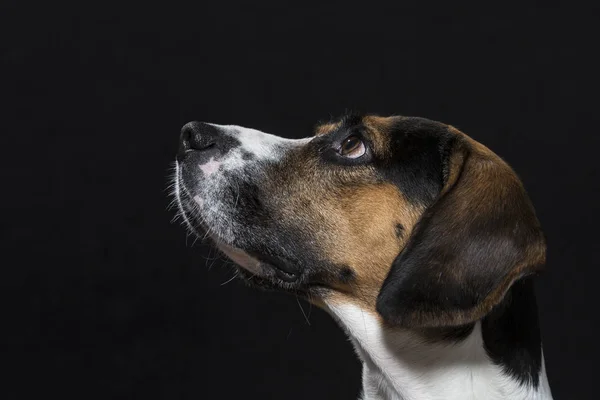 Retrato Beagle Color Tricolor Estudio Delante Fondo Negro —  Fotos de Stock