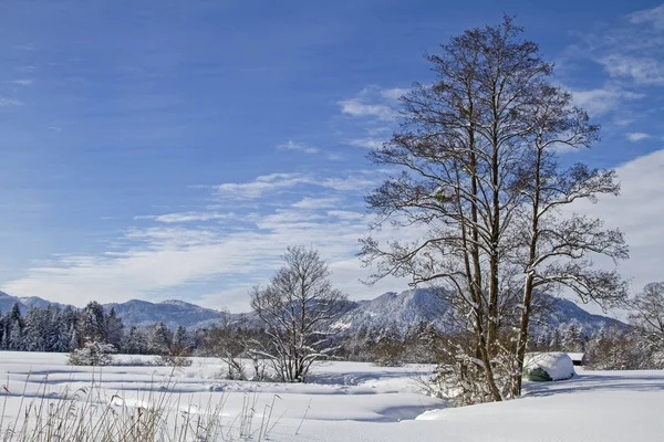 Gaissach Filzt Winter Idyllische Moorlandschaft Voralpenland Bei Bad Tölz — Stockfoto