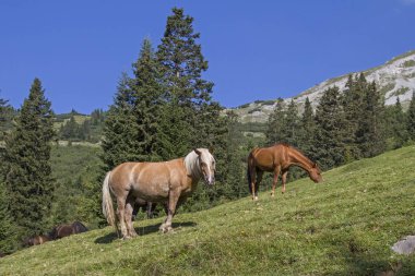 Zugspitzarena 'da popüler bir dağ bisikleti turu olan Bichlbacher Alm' e giden yoldaki bir dağ çayırında atlar.