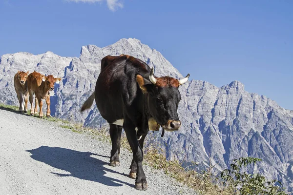 Cows spend the Summer in the hills on the high mountain meadows in Pinzgau