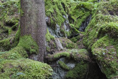 Onun yosunlu kayalar ve eski ağaç ile büyülü görünüyor bu güzel yeşil orman yoluyla Oetz üzerinden iz Piburger göle gidiyor