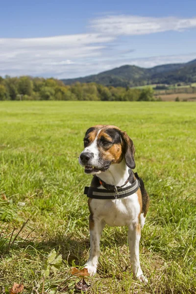 Beagle Tricolore Tornou Confortável Num Prado Verde — Fotografia de Stock