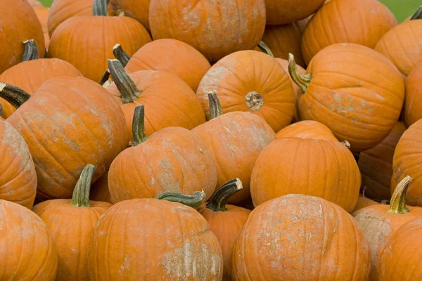 Pompoen oogst in de herfst — Stockfoto