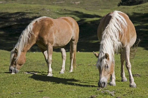 Haflinger horses on a mountain meadow — Stock Photo, Image