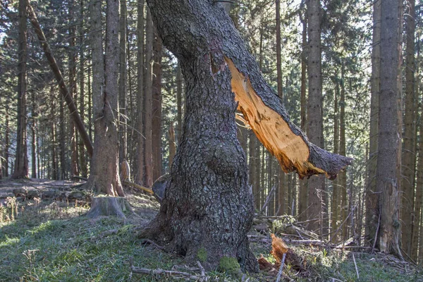 Sturmsch-den im Bergwald — Stockfoto