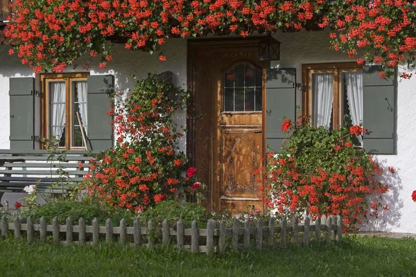 sardunyalar splendor