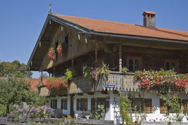 sardunyalar splendor