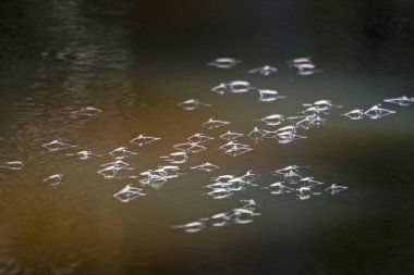 Kahverengi bataklık su üzerinde kum kuşu