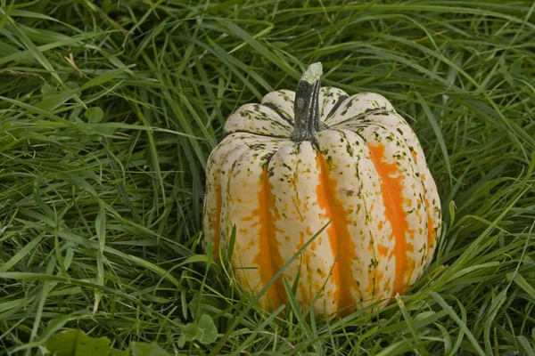 Pumpkin harvest in autumn — Stock Photo, Image