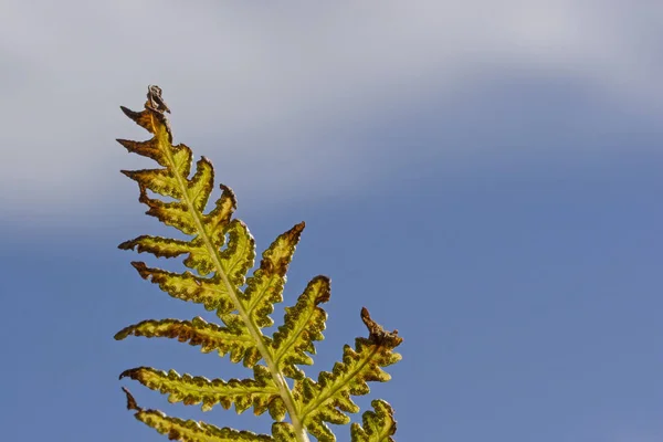 Fern in the sunlight — Stock Photo, Image