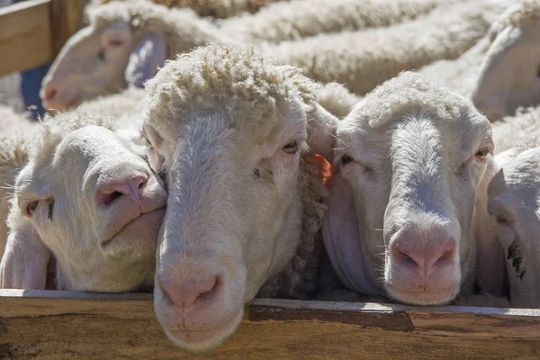 Kalabalık akın koyun