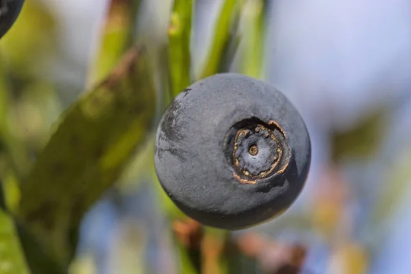 Bilberry on the perennial — Stock Photo, Image