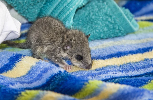 Orphaned dormouse baby in safety — Stock Photo, Image