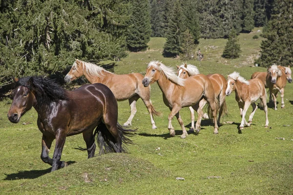 Haflinger Pferde auf einer Bergwiese — Stockfoto