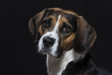 Beagle siyah arka plan önünde
