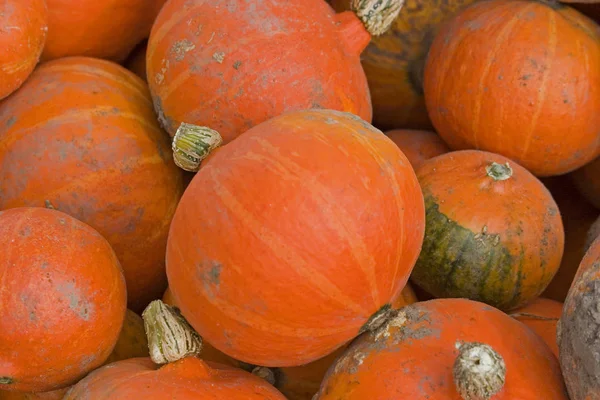 Kürbisernte im Herbst — Stockfoto