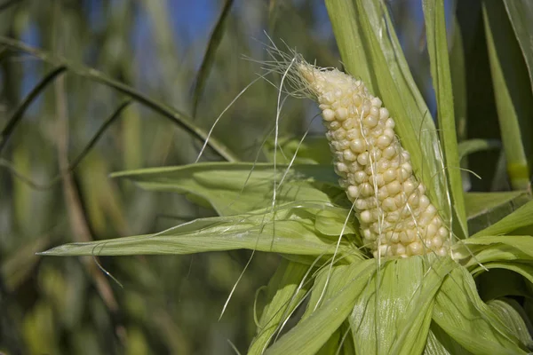 Immature corn cob — Stock Photo, Image