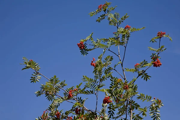 Fruits of rowan tree — Stock Photo, Image