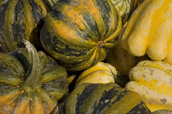 Kürbisernte im Herbst — Stockfoto