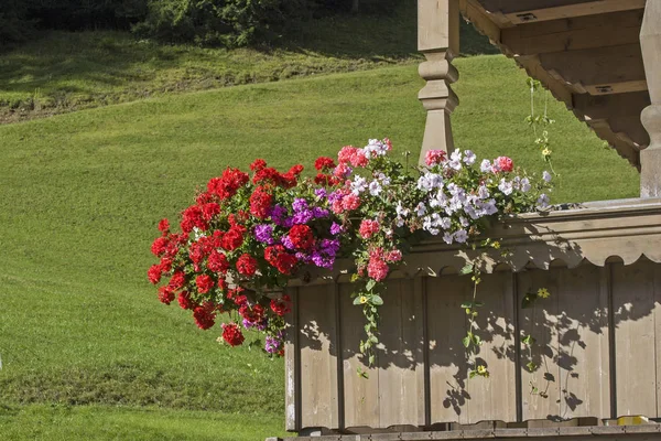 Balkon geraniums — Stockfoto