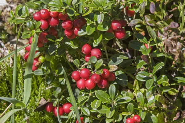 Cranberry on the perennial — Stock Photo, Image