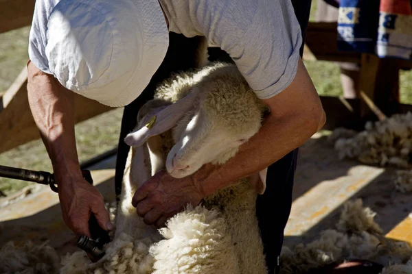 Sheep shearing in autumn — Stock Photo, Image