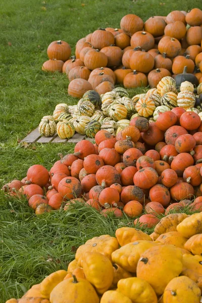 Kürbisernte im Herbst — Stockfoto