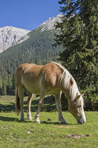 Cheval Haflinger sur une prairie de montagne — Photo