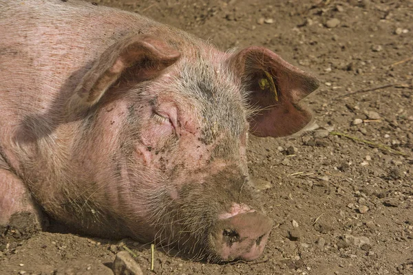 Qué vida de cerdo. — Foto de Stock