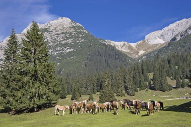 Bir dağ çayır Haflinger ata