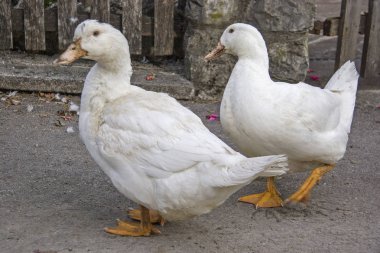 Kazlar sokak köy dolaşıyorlar